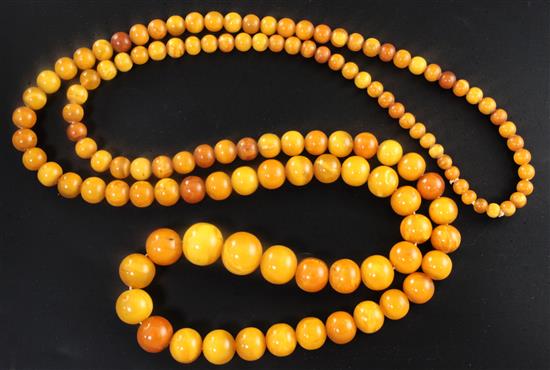 A long single strand graduated circular amber bead necklace, 51in.